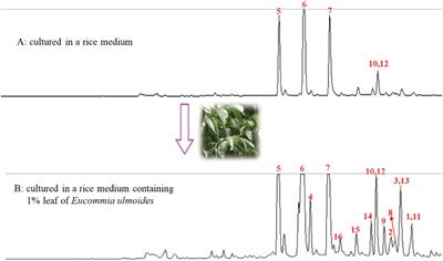 p-Terphenyls From Aspergillus sp. GZWMJZ-055: Identification, Derivation, Antioxidant and α-Glycosidase Inhibitory Activities